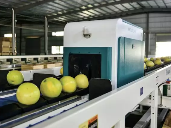 綠萌是柚子分選設備國家高新技術(shù)企業(yè)，可進行重量、大小、顏色、瑕疵外觀視覺分選，無損檢測糖度，甜度，酸度、空心、浮皮、褐變、果肉損傷、霉心病等內(nèi)部指標，提供智能全自動蜜柚分選機,蜜柚分選設備,蜜柚選果機,蜜柚選果設備,蜜柚分級機,沙田柚分揀機,柚子大小稱重分選方案和價格