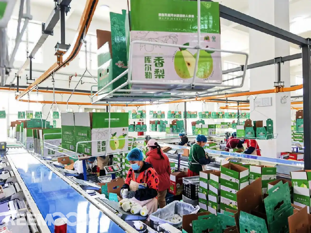 每個(gè)香梨都被放在專屬的小托盤里，從傳送帶上“走”到電腦稱重的“過(guò)道”里，被分為180克以上、160克至180克、140克至160克、120克至140克、100克至120克等各個(gè)規(guī)格，分為不同級(jí)別后，一個(gè)個(gè)香梨“躺”著被電腦指令輸送到不同的級(jí)別通道中，順著傳送帶就送到了包裝工人的手邊，他們?cè)僖粋€(gè)個(gè)套上保鮮紙和發(fā)泡網(wǎng)，頭頂上傳送的